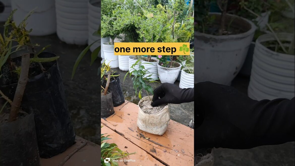 Gardening ideas for home#small garden#garden