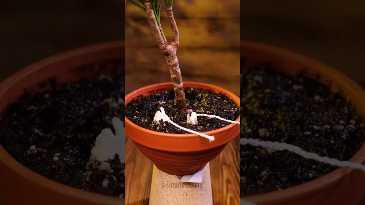 How To Give Your Garden And Your Plants A Glow Up How To Give Your Garden And Your Plants A Glow Up