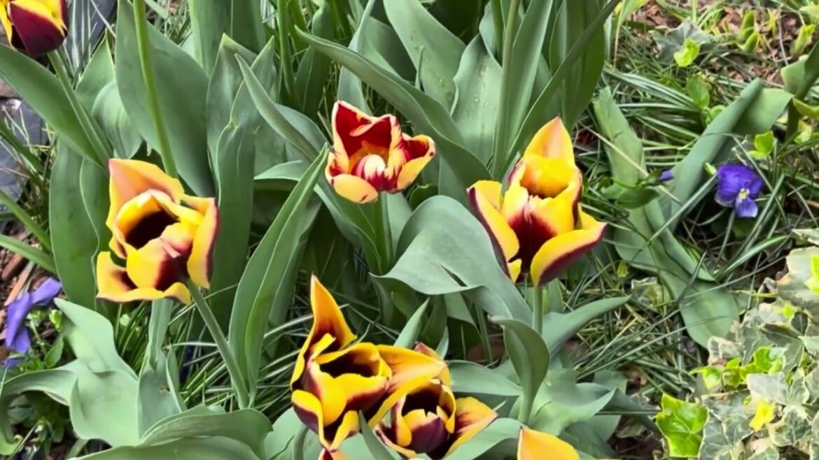 Colourful Flowers Can Elevate Mood! A Joy Within