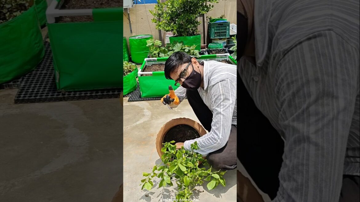 😲Be careful if you do gardening