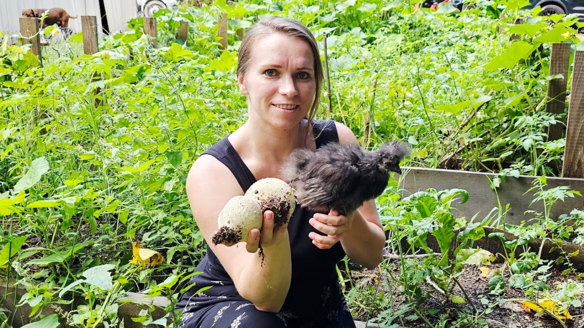 Growing and Cooking Puffball Mushrooms / Rainy Days on the Homestead
