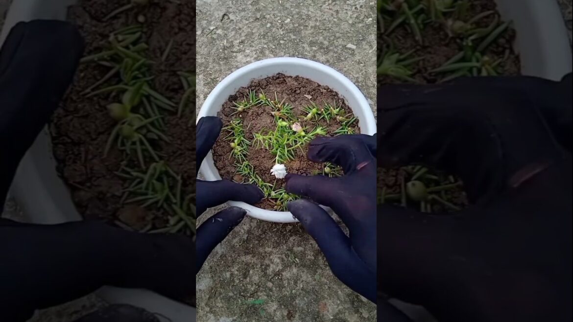 Creative Ways to Grow Portulaca at home ๐บโจ๐ #gardening #portulaca #gardentips #nature #shorts Creative Ways to Grow Portulaca at home ๐บโจ๐ #gardening #portulaca #gardentips #nature #shorts