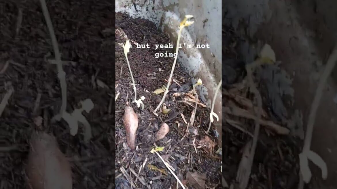 ๐ Adding to my compost bins & what a surprise, #compostingtips #garden #mybackyardgarden ๐ Adding to my compost bins & what a surprise, #compostingtips #garden #mybackyardgarden