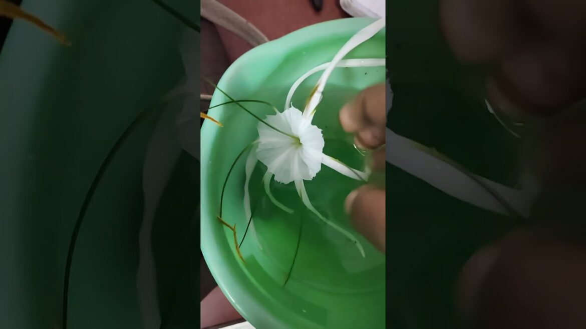 lilly flower #ytshotstrending #homegardening #comedy