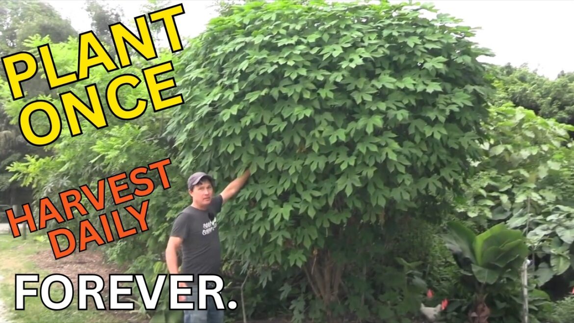 These Vegetables Grow Like Fruit Trees — Plant Once, Eat Forever These Vegetables Grow Like Fruit Trees — Plant Once, Eat Forever