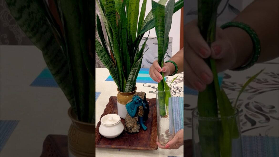 How to propagate snake plant#plants #gardening #snakeplant #indoorplants #garden #youtubeshorts