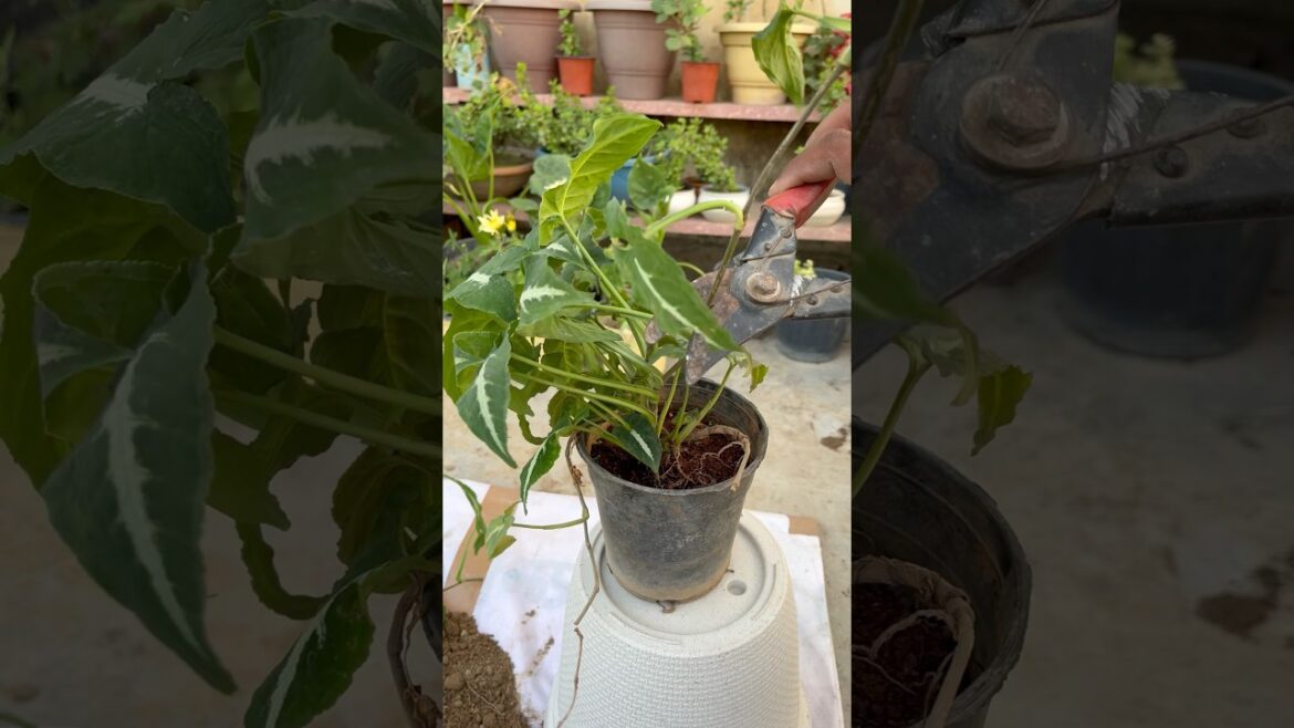 Isliye mai der tak sota hu #shorts #shortvideo #short #song #music #motivation #viralshorts #fyp