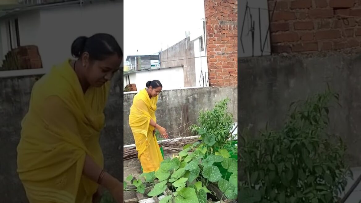 कद्दू लगना शुरू हो गए 😲 #shortvideo #gardening #viralvideo