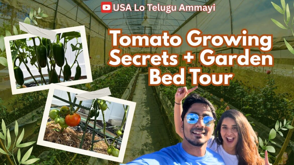 How to Grow More Tomatoes 🍅 | Backyard Garden Tour in Telugu | #gardening  #teluguvlogsfromusa
