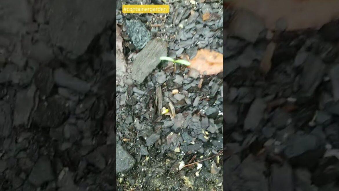 Update on my modest container garden after a weekend of rain. Zone 8. #containergarden