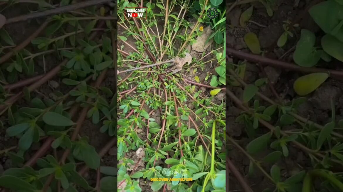 Simple and Effective Weeding Tools Simple and Effective Weeding Tools