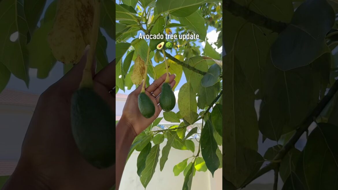My avocados are growing so fast! 🥑✨