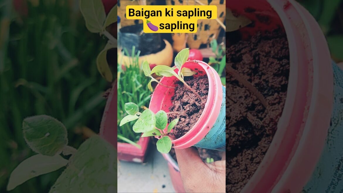 seed se grow kiya baigan ki sapling taiyar 😀🪴#shortsviral #terrace#garden#trend#youtube #vegetable