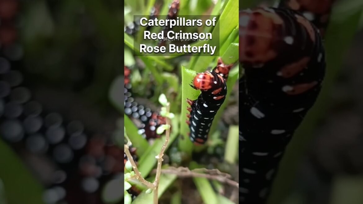 Garden Tips - How do I control the Caterpillars in my garden. The Caterpillars and the Rainy Lily