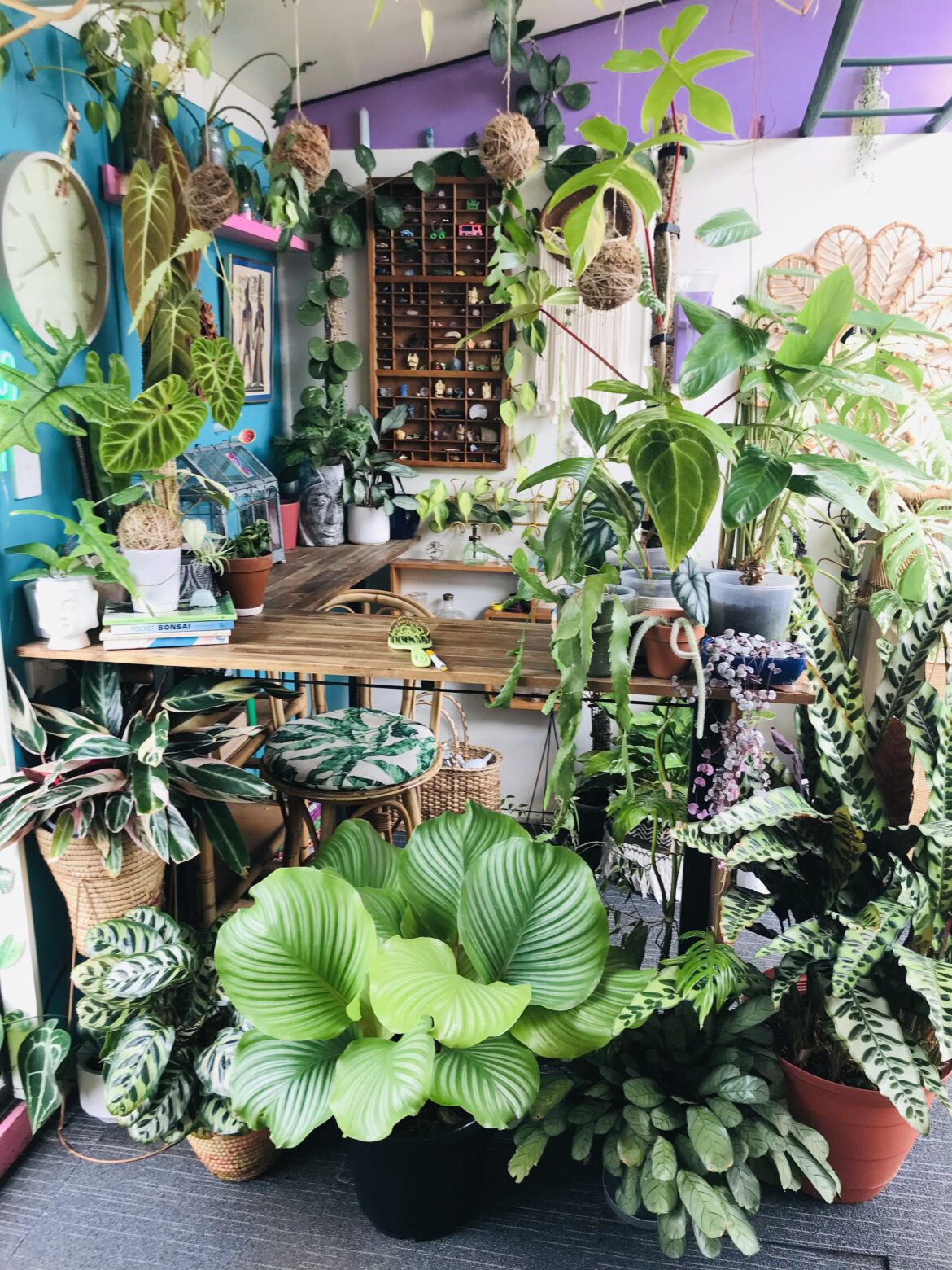 My plantroom ππΏπͺ΄ My plantroom ππΏπͺ΄