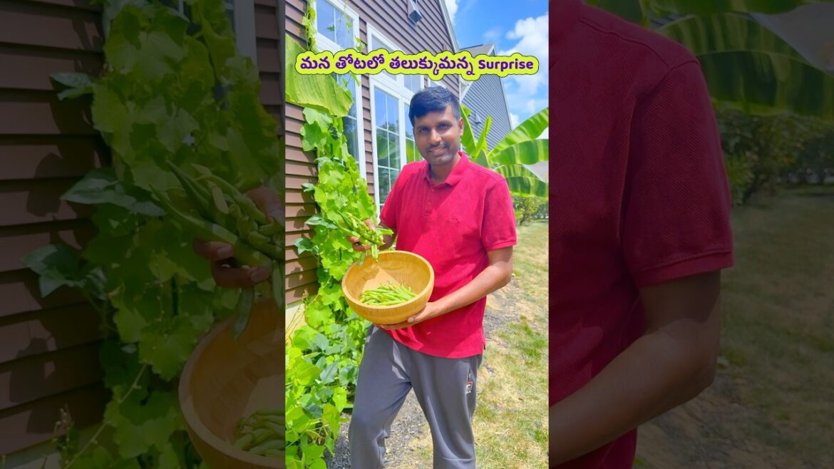 అమెరికాలో మన తోటలో కూరగాయలు Harvesting 😍❤️ అమెరికాలో మన తోటలో కూరగాయలు Harvesting 😍❤️