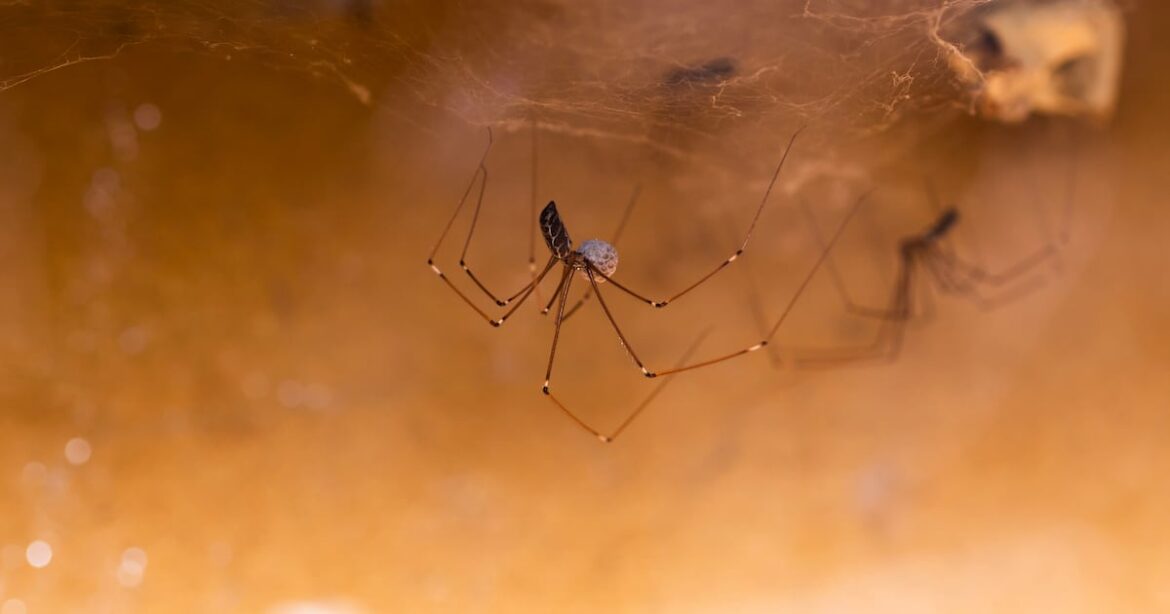 Alaska is not too cold for arachnids, as gardeners well know Alaska is not too cold for arachnids, as gardeners well know