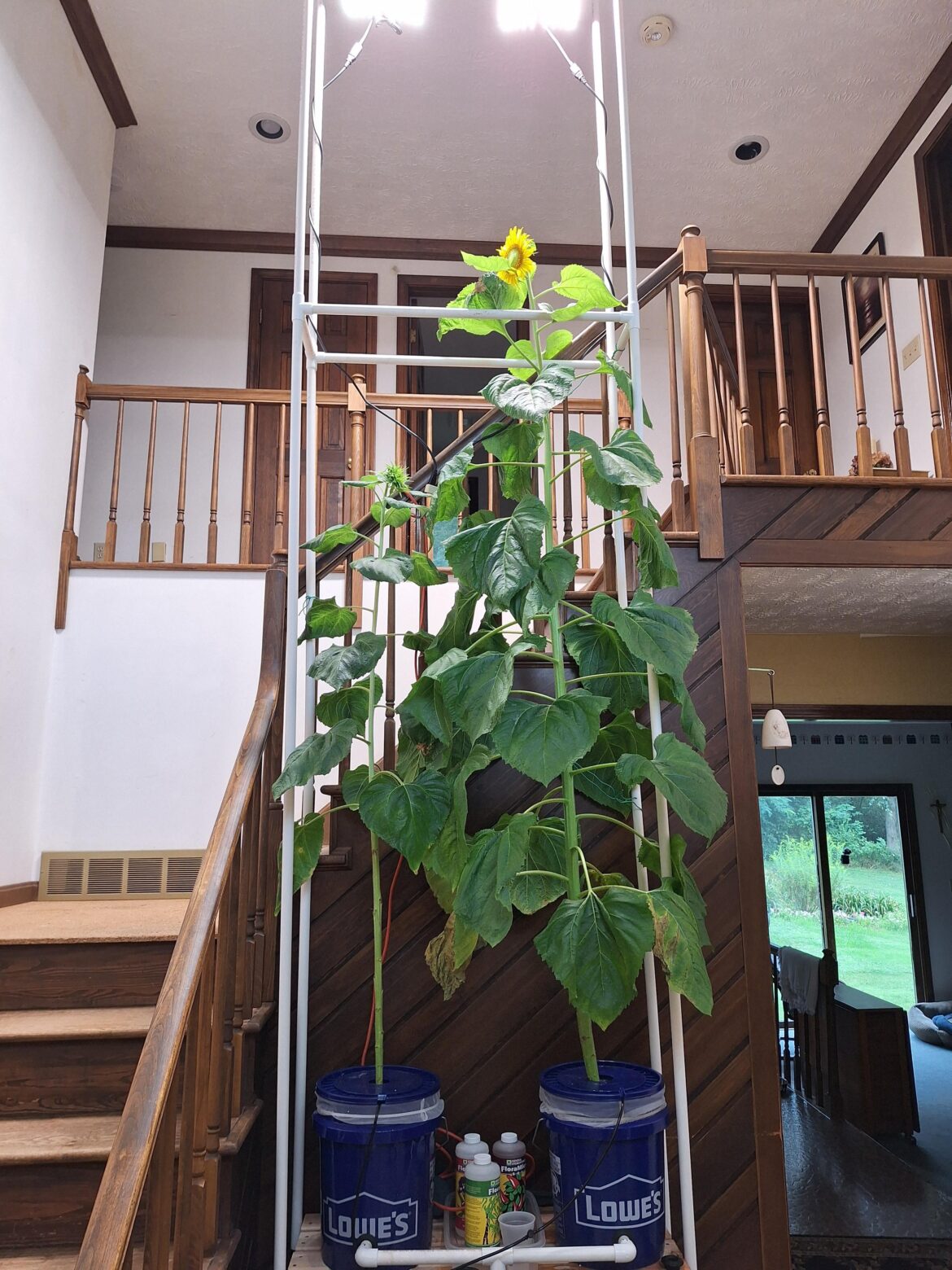 Figure y'all might appreciate the hydroponic sunflowers my dad has been growing