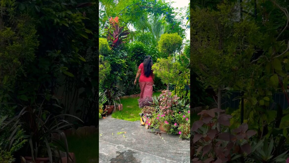 #garden #plants #gardening #flowers #gardendesign #decor #houseplants #youtubeshorts