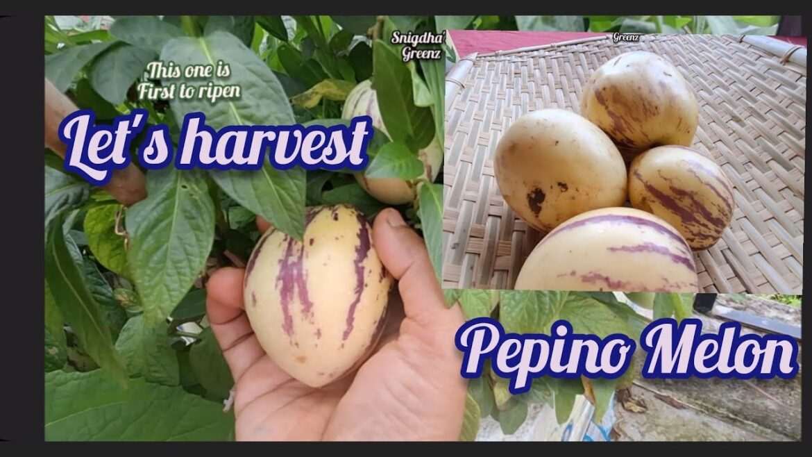 Have you eaten this fruit? Pepino Melon! #pepinomelon  #rooftopgarden #solanummuricatum