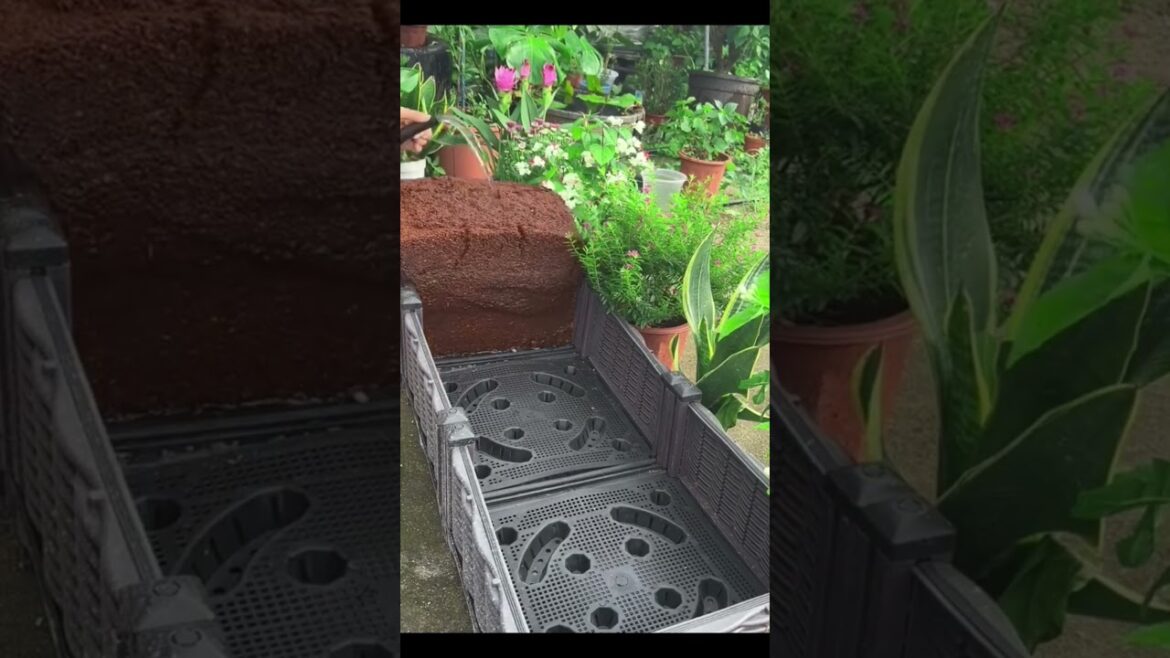 🌱 Coconut Brick Soil for Flowers & Succulents! 🥥 #PlantingSoil #LowSaltSucculent #GardeningHacks