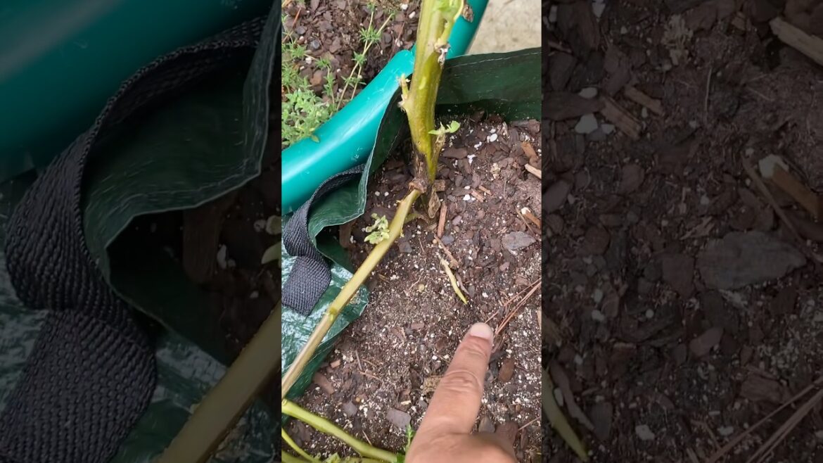Day 80 Potato Plant 🥔 #short #youtubeshorts #containergarden