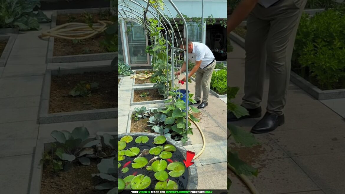 unbelievable vegetable garden at home #shortvideo