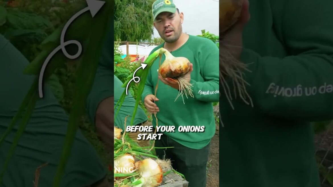 My new favorite way to grow onions...