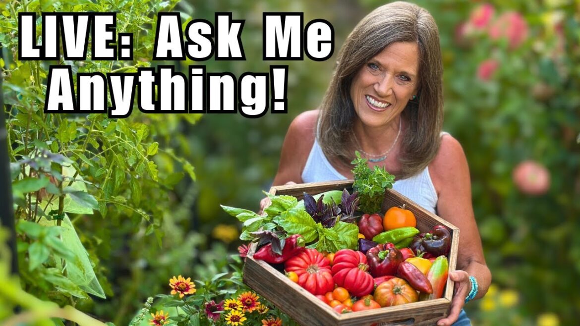 CaliKim: LIVE: Garden Q&A—Tomatoes, Vine Borers, Drip Irrigation + More LIVE: Garden Q&A—Tomatoes, Vine Borers, Drip Irrigation + More