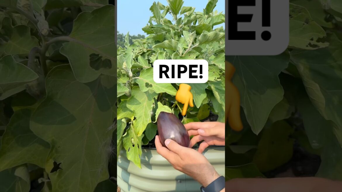 How To Tell When Your Eggplants are Ripe! #gardening #gardeningtips #garden #shorts