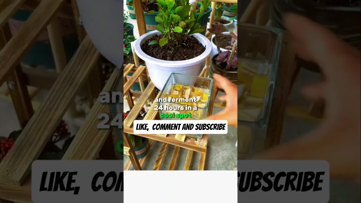 Banana Peel Fertilizer for Flowers Easy Organic Gardening Hack #shorts #gardeningtips#diyfertilizer