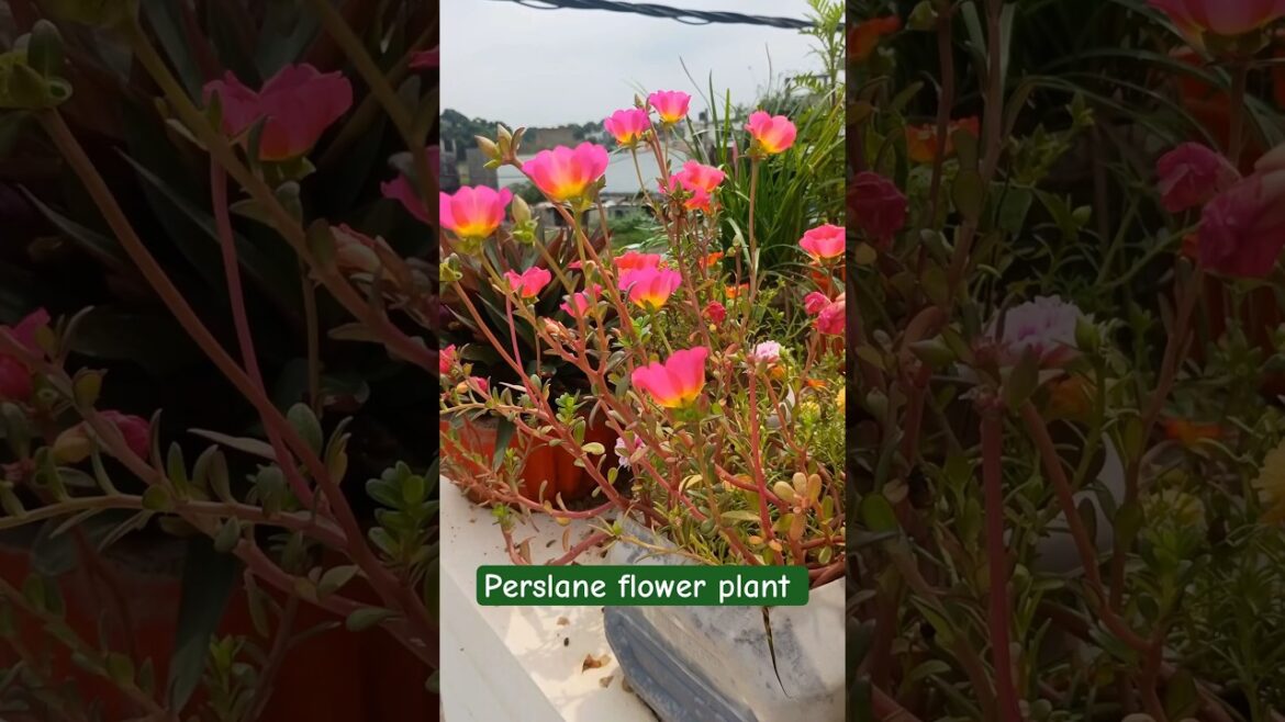 perlane  summer flower plant  #short #flowers #plants #gardening
