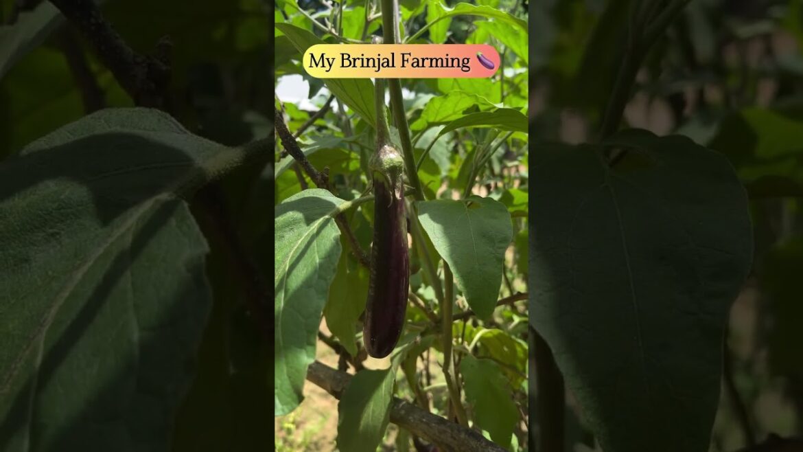 🍆Vegetable Cultivation is Pure Love💕 Rural Agriculture💕 Brinjal Farming #youtube #shorts #trends