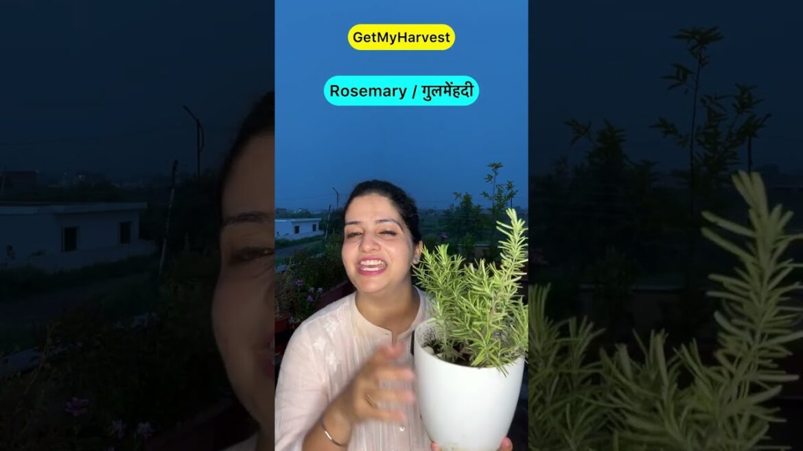 Rosemary Herb Information | Herb Series Episode 2 #shorts Rosemary Herb Information | Herb Series Episode 2 #shorts