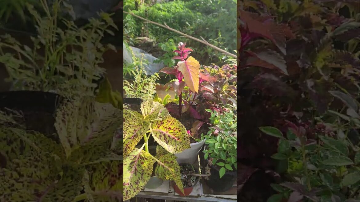 My Container Garden #happyplace #garden #gardening