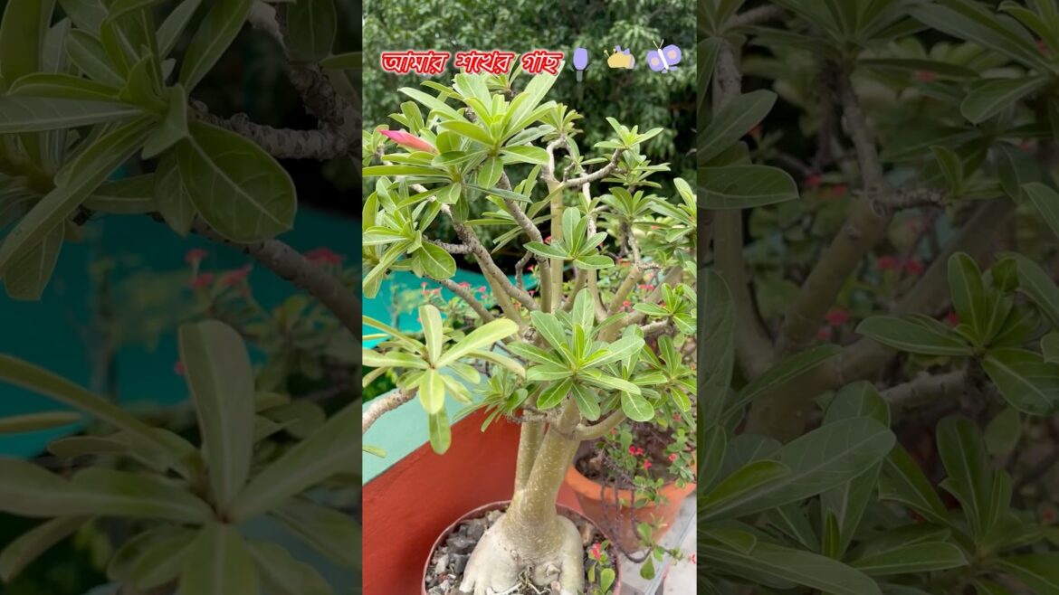 Mini Garden 🌼 #youtubeshorts #gardening #shorts #trendingshorts #viralshort #gardenplants #trends