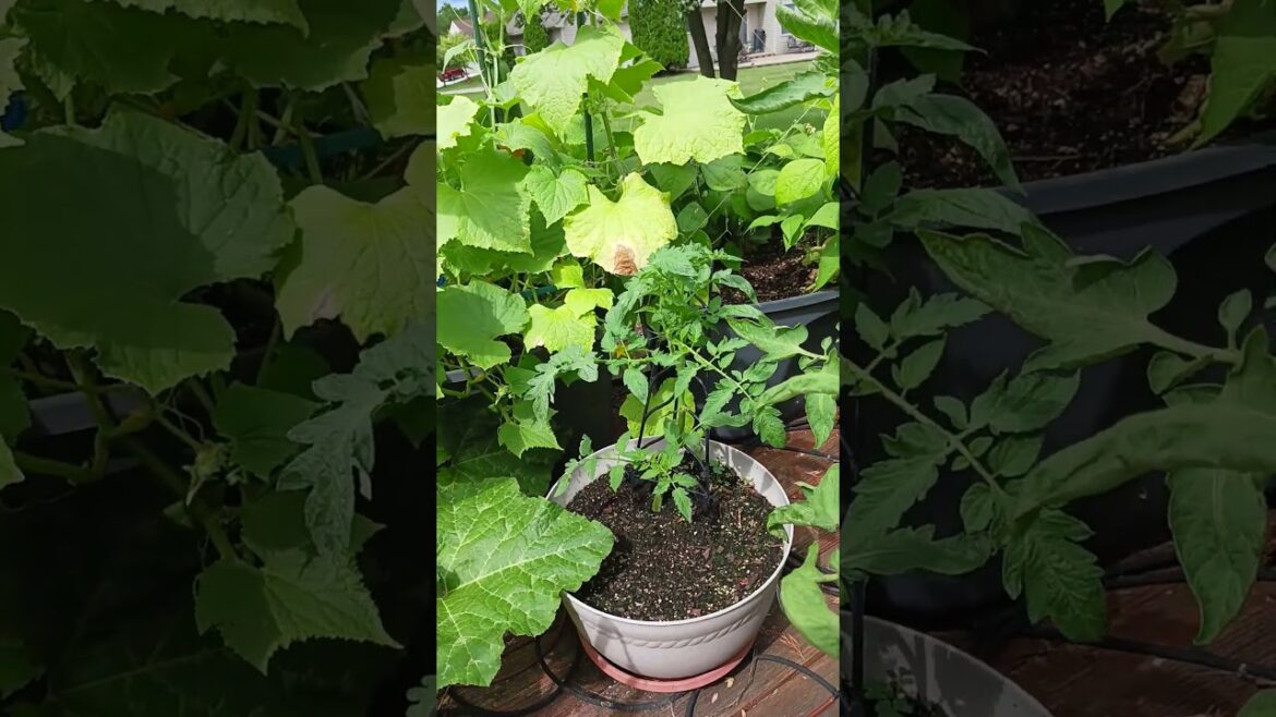 2025 Container Garden Progress #containergarden #cannalilly #garden