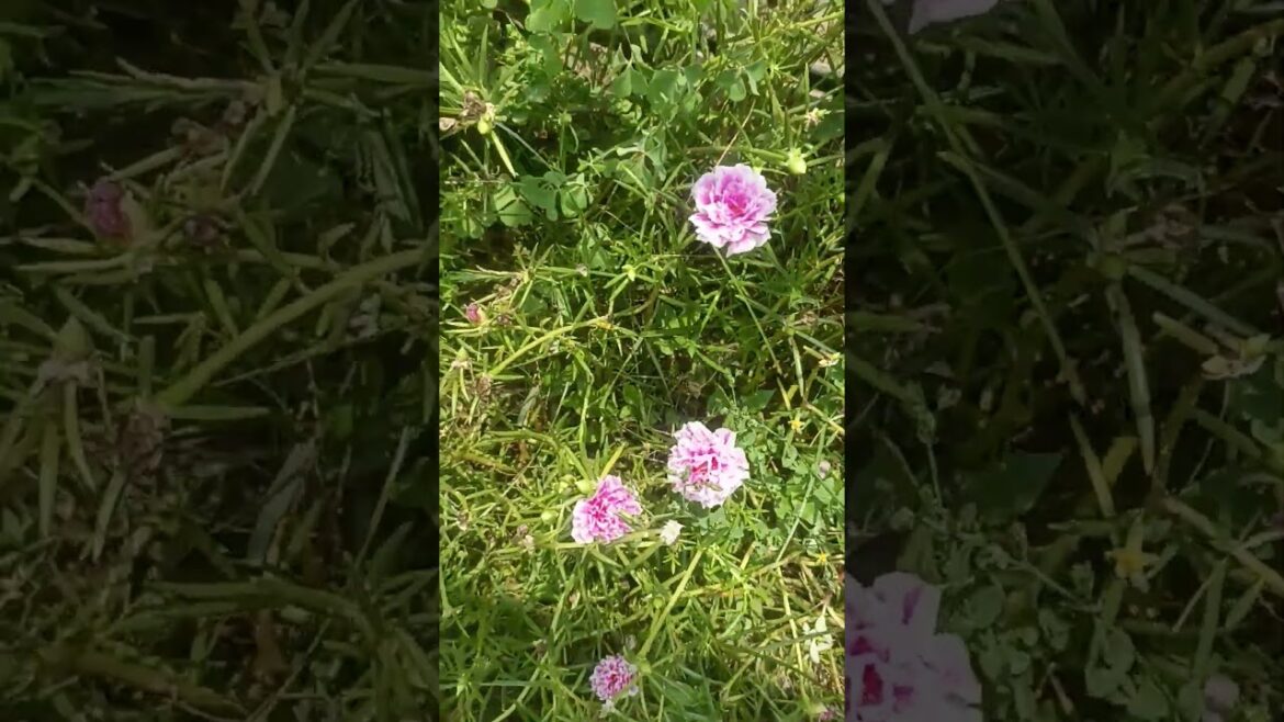 #flower#flowers #gardening #song #ytshorts # #flower#flowers #gardening #song #ytshorts #