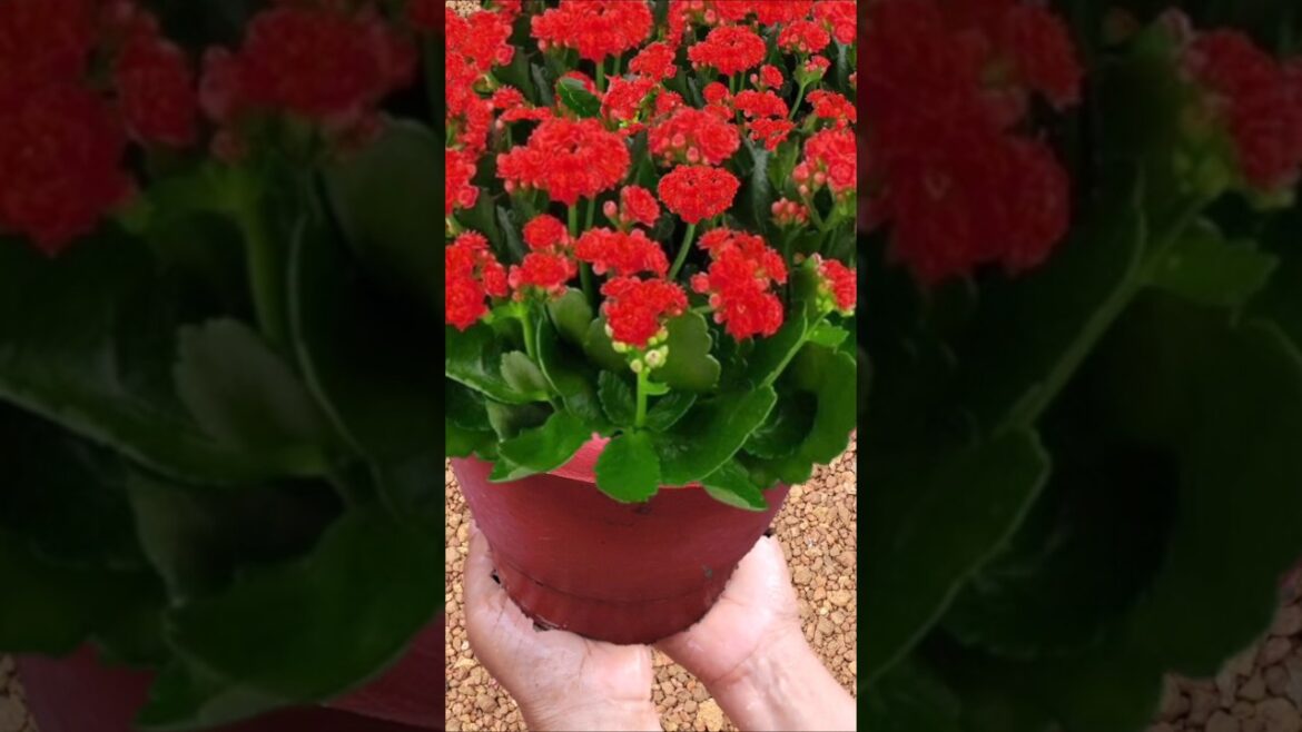 calanchoe plant # Kerala garden ideas # shorts viral # shorts feed