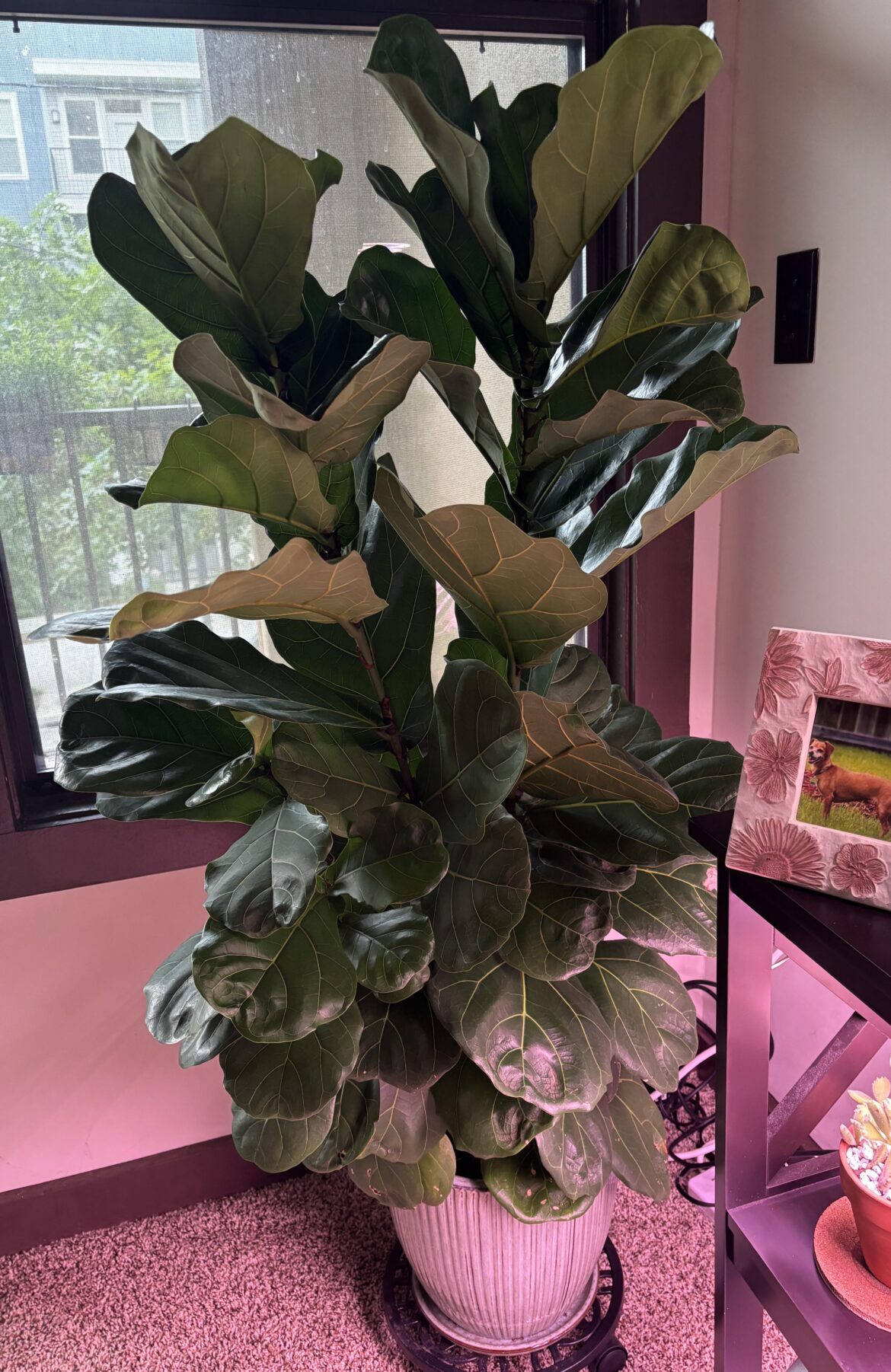 Just wanted to show you my little beauty