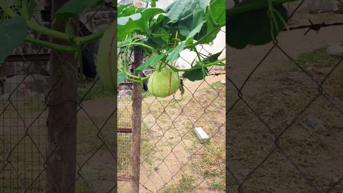 #lauki #plants #garden #food #nature #fruit #shorts #farm