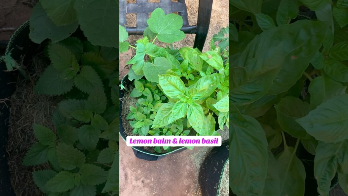 #containergarden #garden #purplesunflower #basil #teaherbs garden update