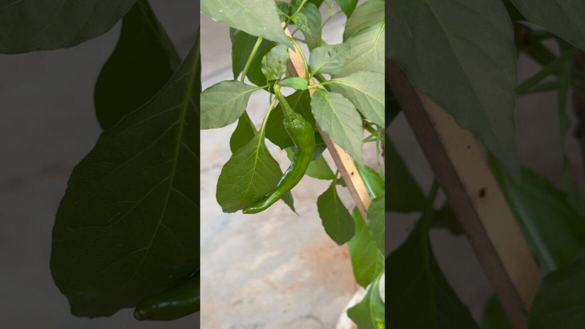 Chilli 🌶️ | Terrace Vegetable Garden