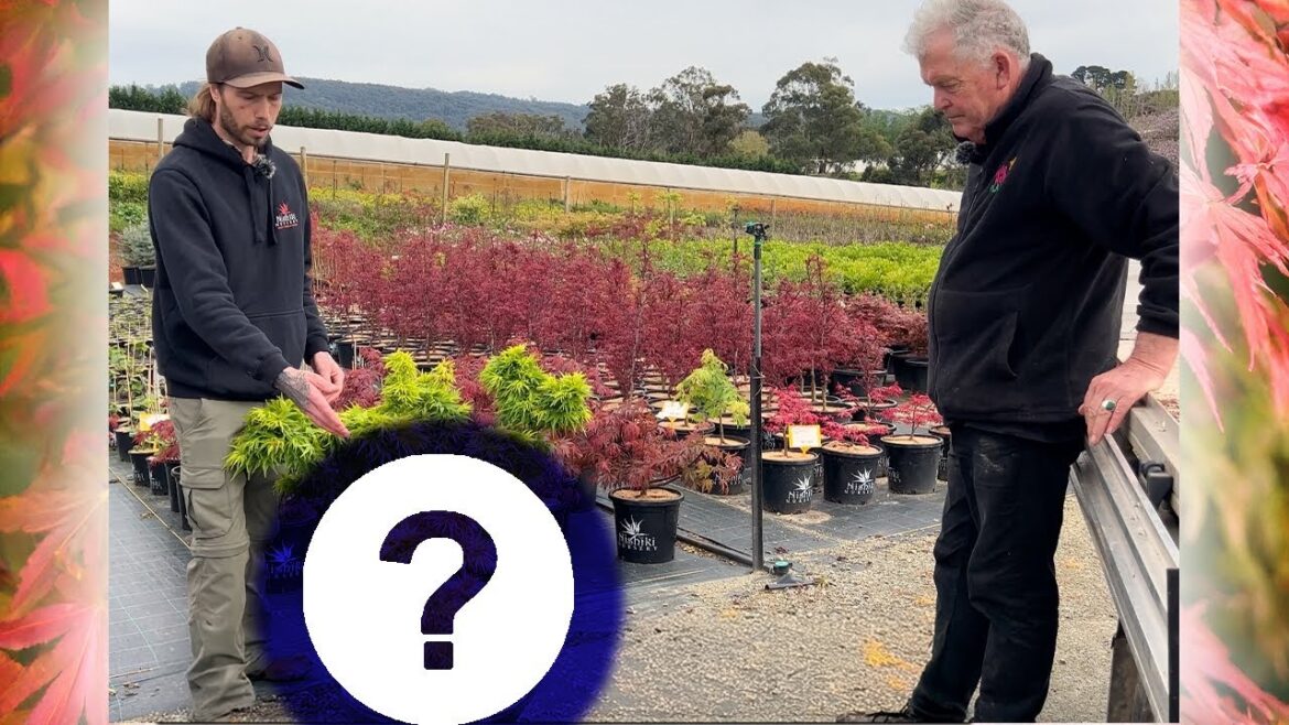 a brand NEW Japanese Maple you've NEVER heard of before...