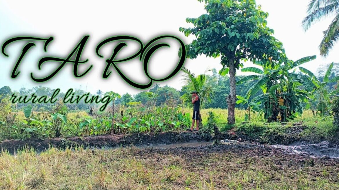 PLANTING TARO [  edible leaves ] ordinary man in villagelife