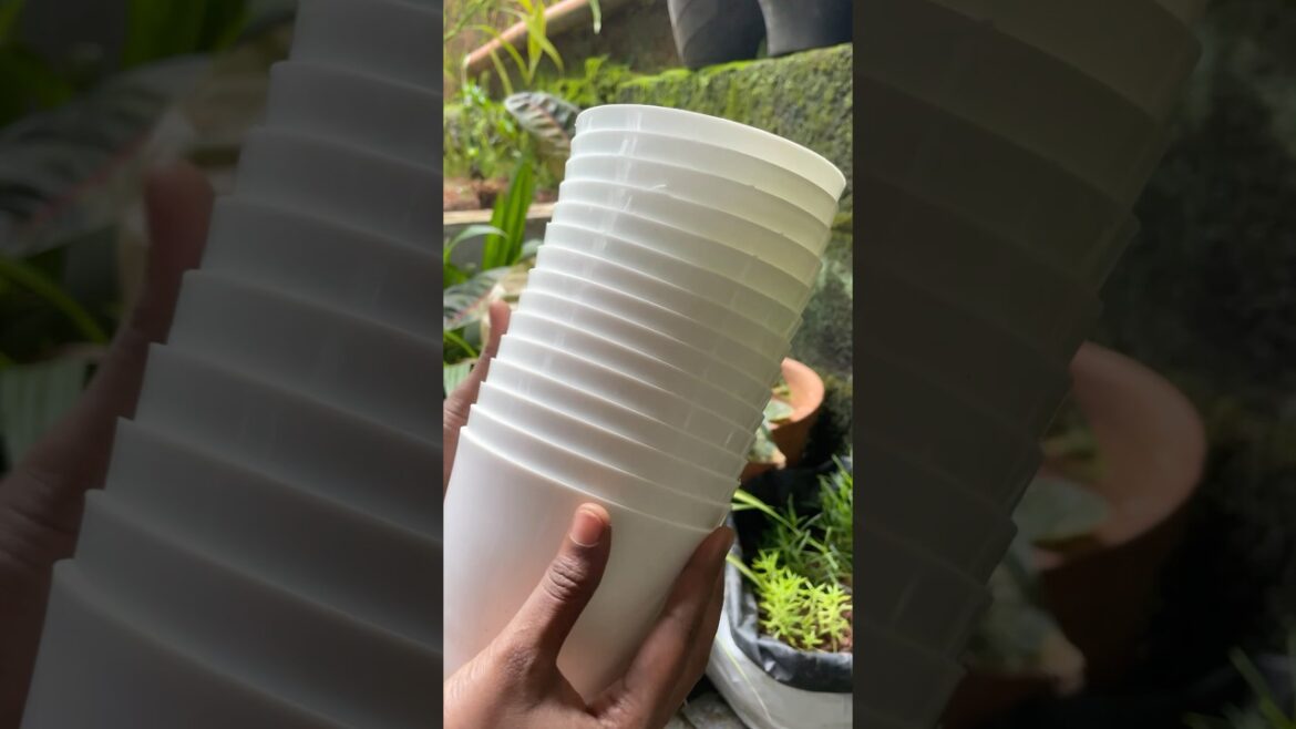 PLANT CONTAINER SET | FLIPKART SALE | SYNGONIUM PLANT🌱| #shortviral #flipkart #garden |#MEERARAJAN