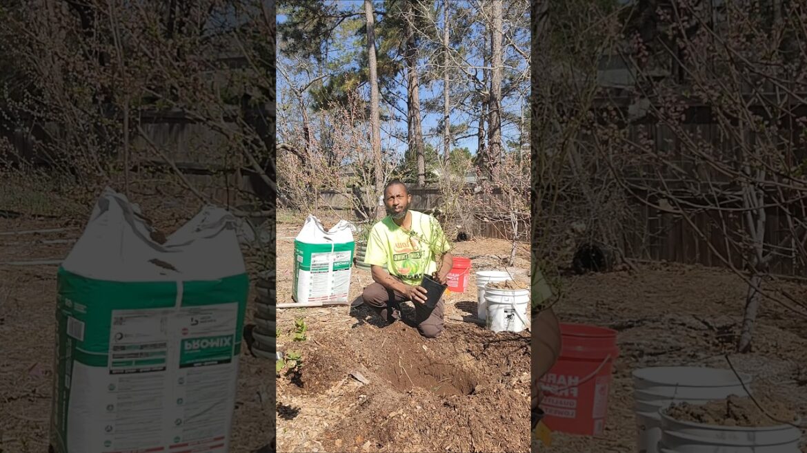 Never-Fail Tips for Growing Blueberry Bushes Never-Fail Tips for Growing Blueberry Bushes