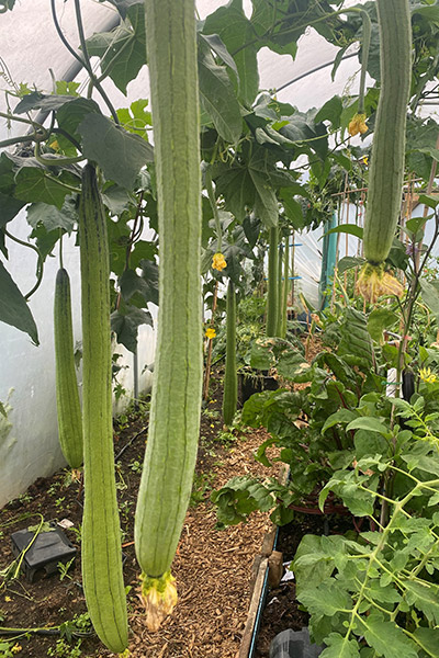 polytunnel-in-gloucestershire-where-graham-barratt-grew-his-record-breaking-luffas