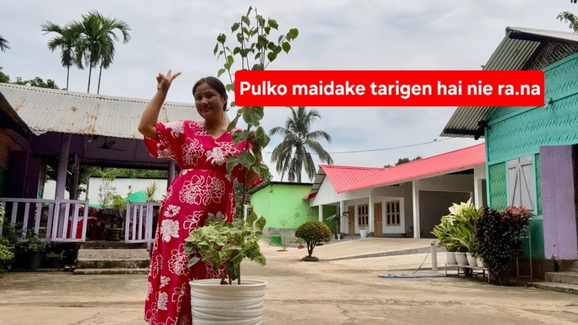 Pulko maidake tarigen hai nie ra.na | Gardening Tips