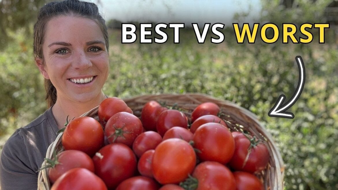 6 BEST Tomatoes of 2025 (+ Ones to Skip)